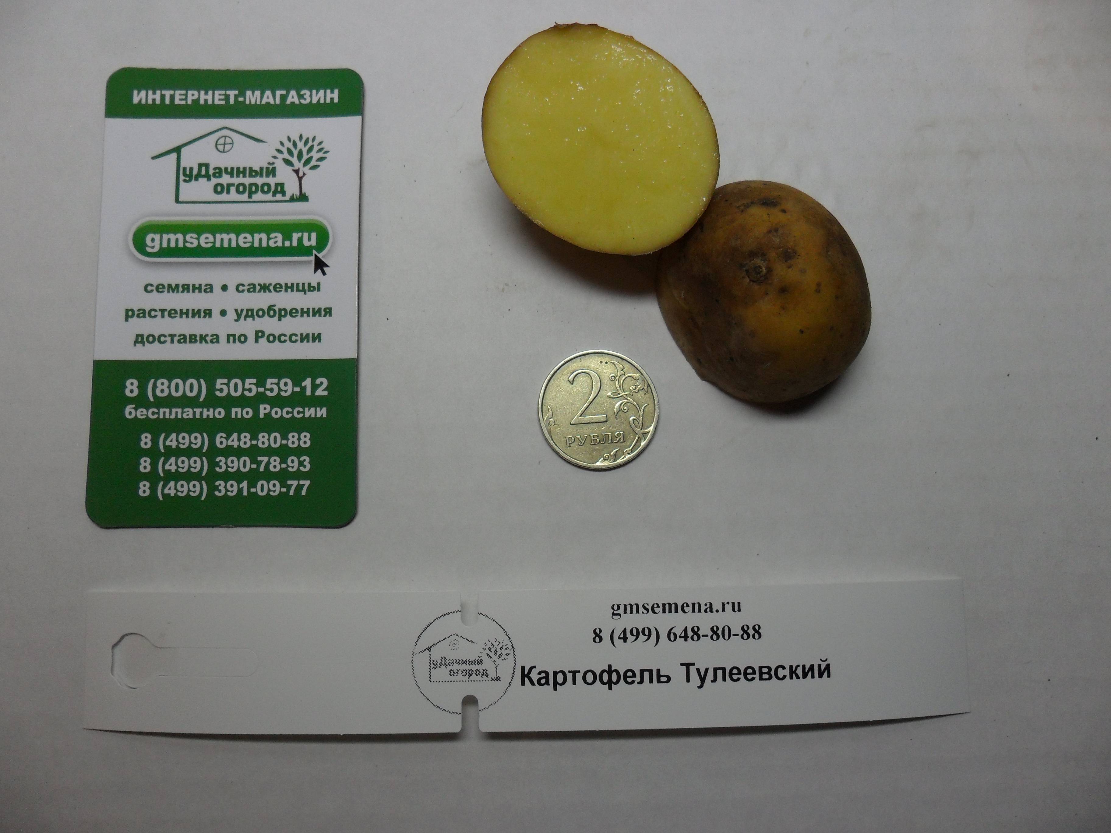 Картофель сорта тулеевский: плюсы и минусы, урожайность
