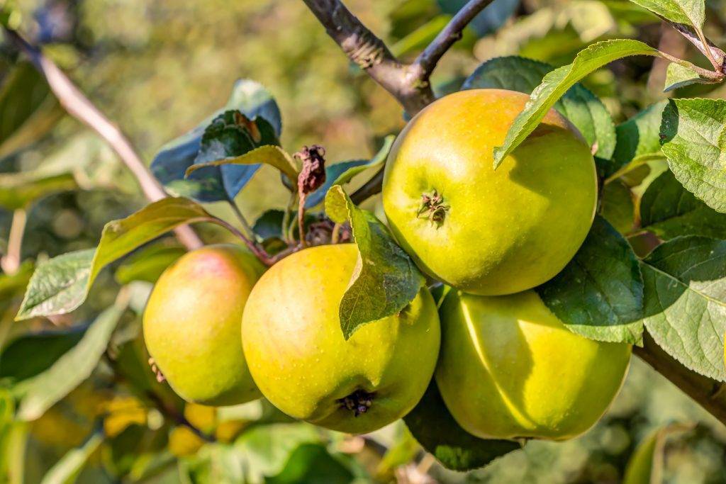 Описание сорта яблони братчуд: фото яблок, важные характеристики, урожайность с дерева