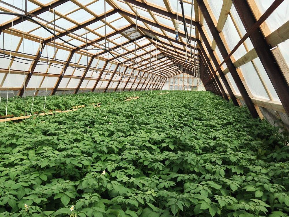 Кориандр — особенности и технология выращивания из семян в домашних условиях, правила ухода в открытом грунте
