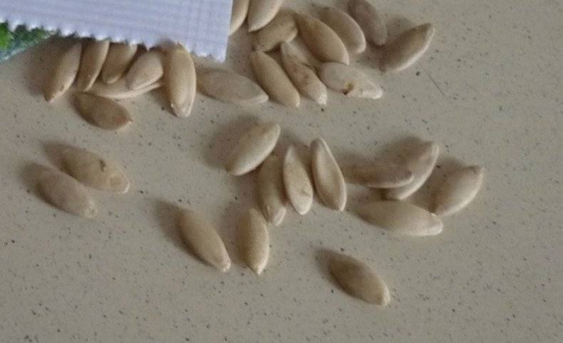 Как собрать семена огурцов в домашних условиях своими руками?
