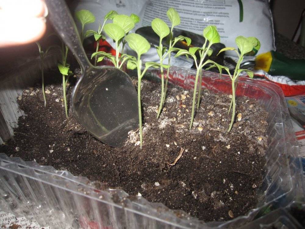 Когда сажать баклажаны на рассаду, как сажать баклажаны на рассаду, когда сеять семена + видео