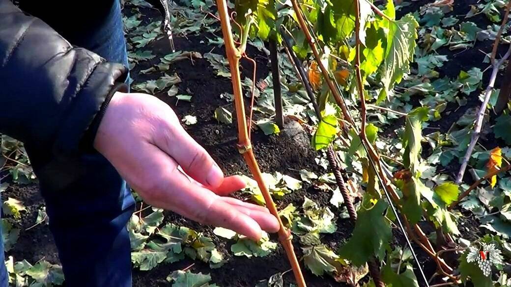 Сроки вызревания лозы винограда по сортам, как ускорить процесс и чем обработать растение