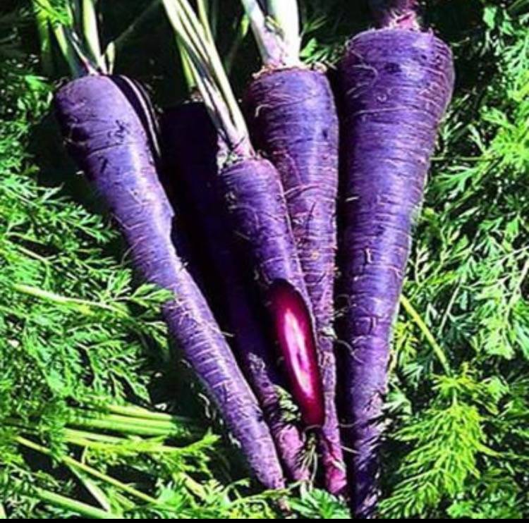 Фиолетовая морковь: полезные свойства, описание и особенности выращивания с фото