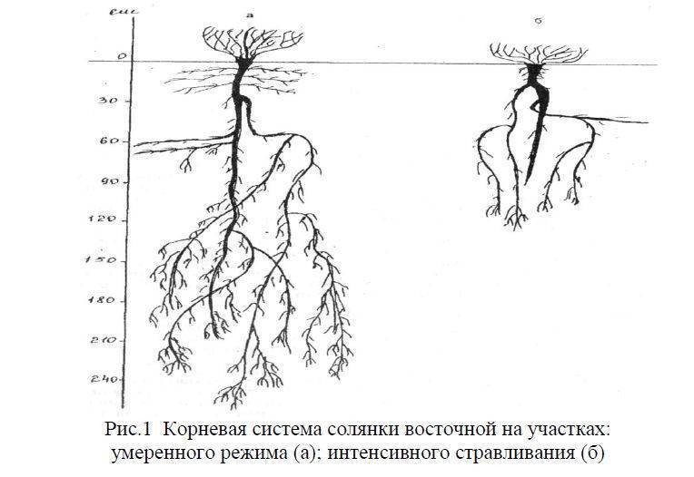 Корневая система огурца – глубина и расположение, какой длины корень у огурца в 2022 году на гудгрунт