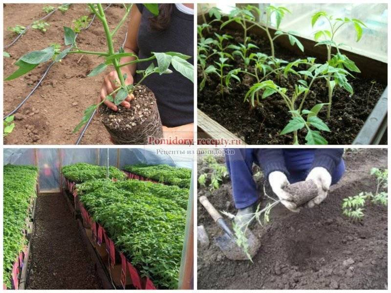 Как правильно посадить помидоры на рассаду дома или в квартире