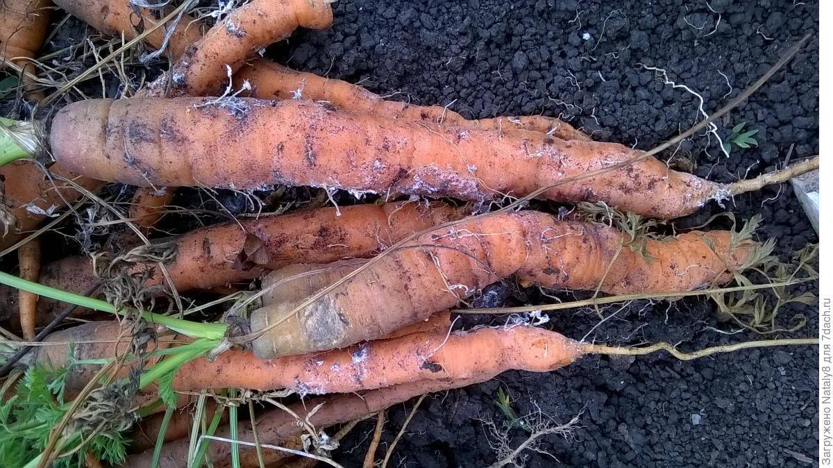 Почему вянет морковь на грядке и как это предотвратить?