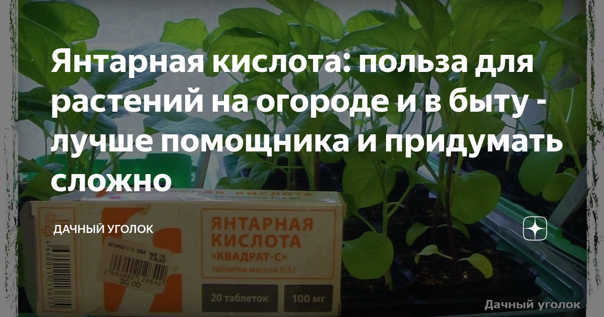 Цвет янтарной кислоты. Янтарная кислота для растений и рассады. Полив рассады янтарной кислотой. Янтарная кислота для томатов таблетках. Янтарная кислота для растений рассады томатов.