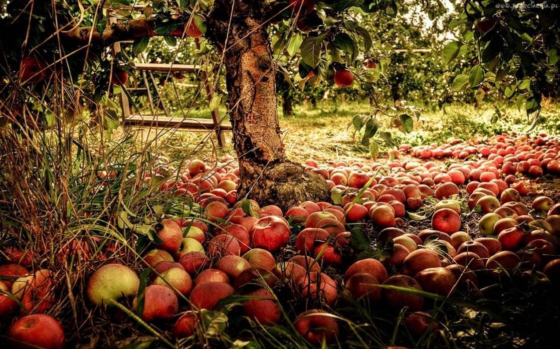 Почему яблоня сбрасывает плоды до их созревания и что делать с яблоками