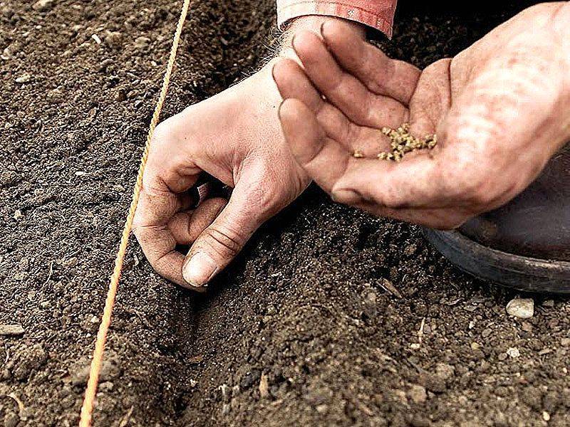 Можно ли сеять базилик под зиму: как сажать и ухаживать