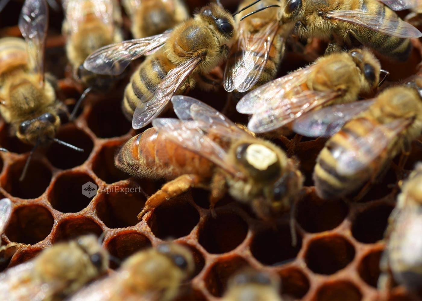 Бакфаст: порода пчел, матка, фото, недостатки, особенности содержания, отзывы