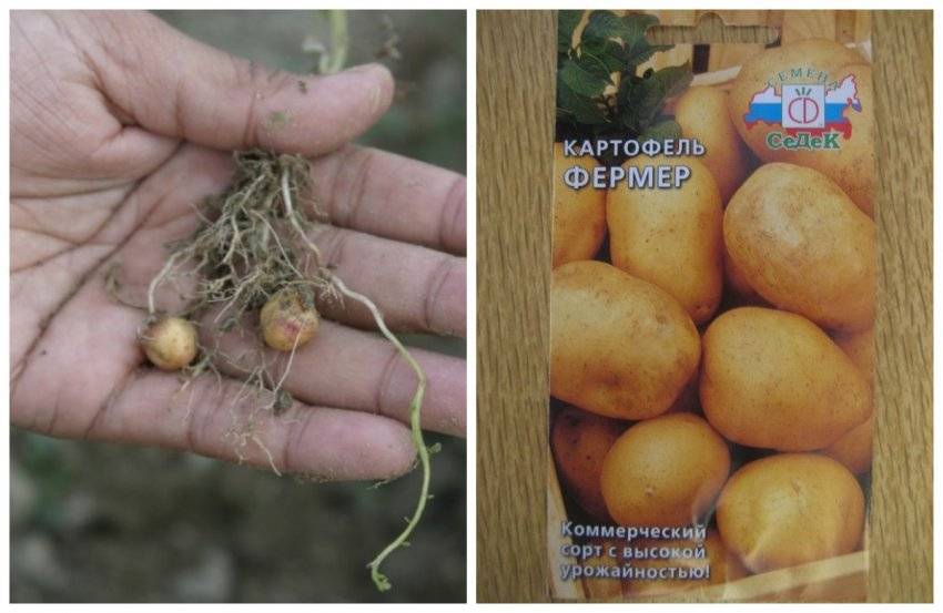 Описание и характеристики сорта картофеля голубизна, выращивание и уход