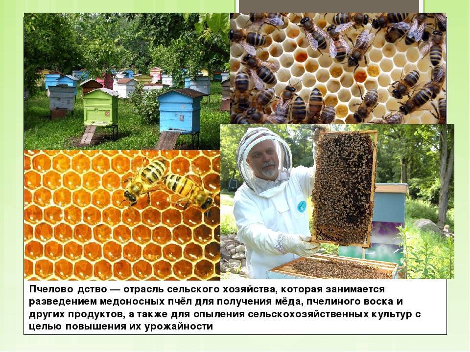 Белорусское пчеловодство умирает? взгляды практика vs мнения теоретика
