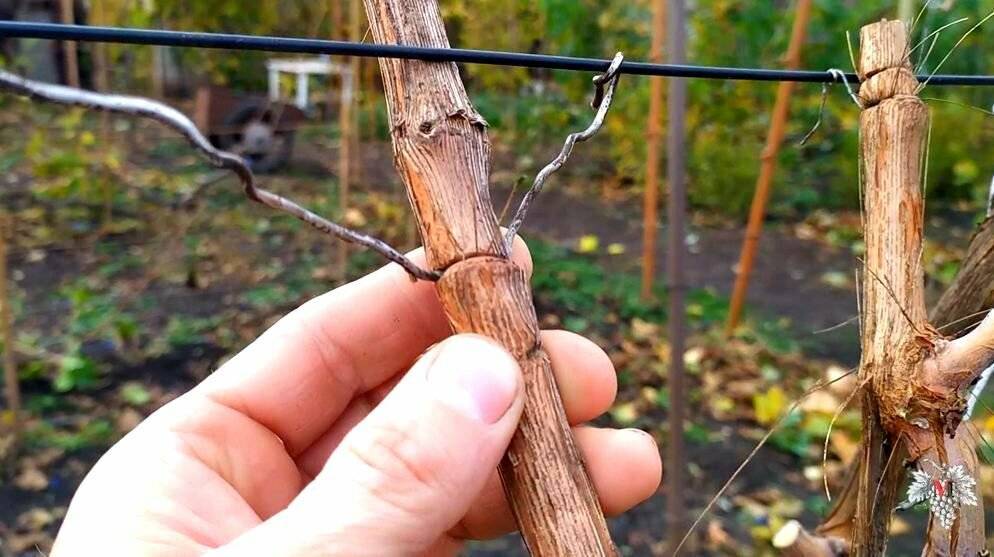 Как подвязать виноград — потребность и правила подвязки своими руками, инструкции и обзоры способов от садоводов