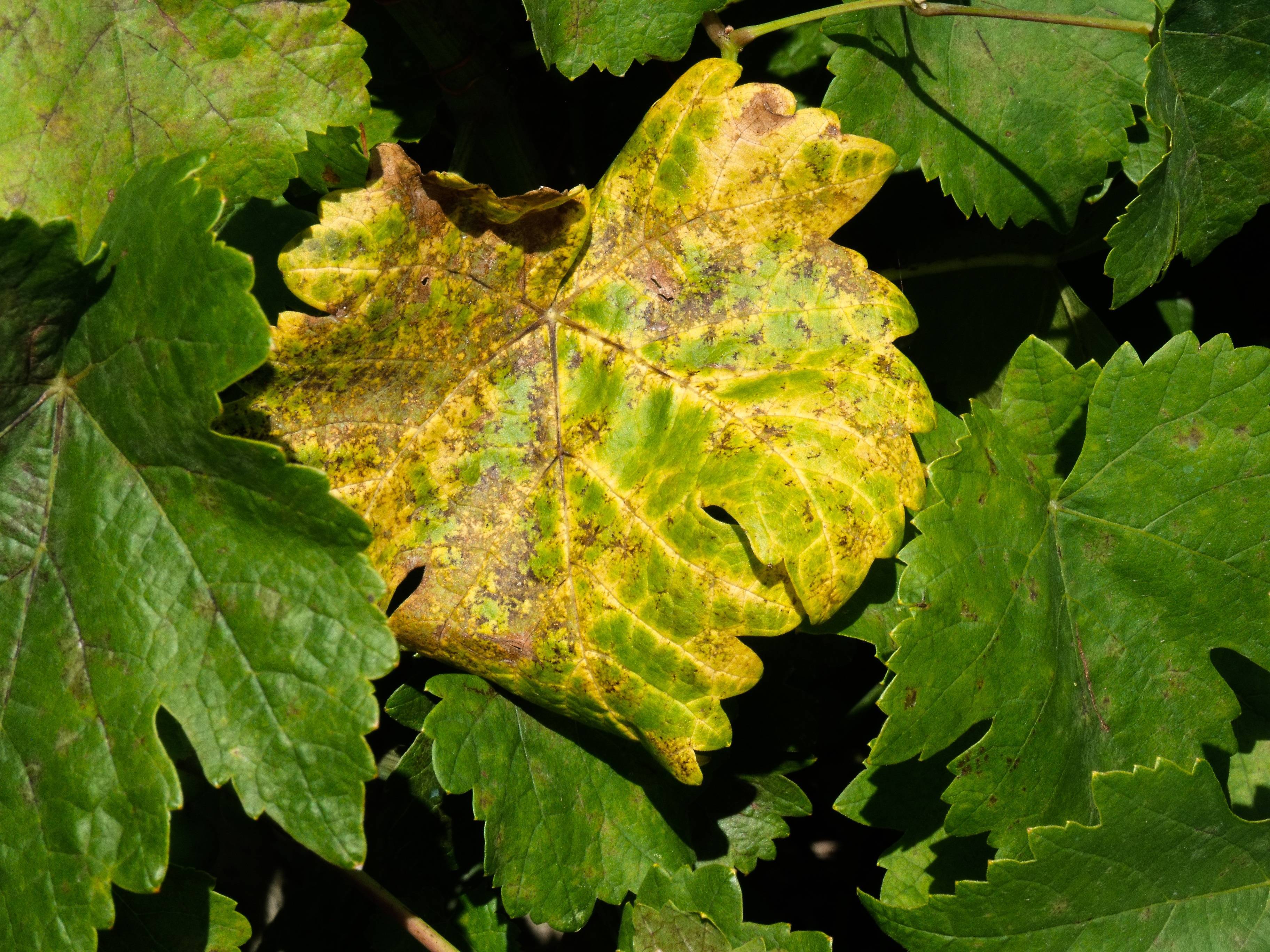 Болезни листьев винограда: описания с фото и способы лечения