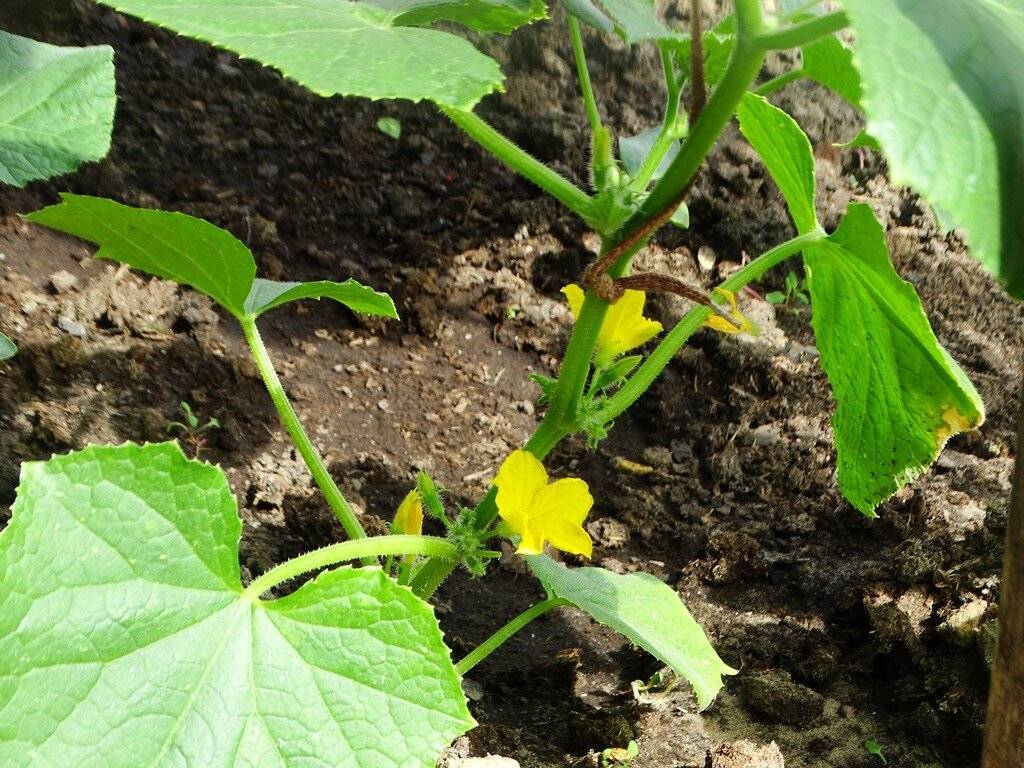 Огурцы в теплице: выращивание, посадка и уход, болезни и вредители