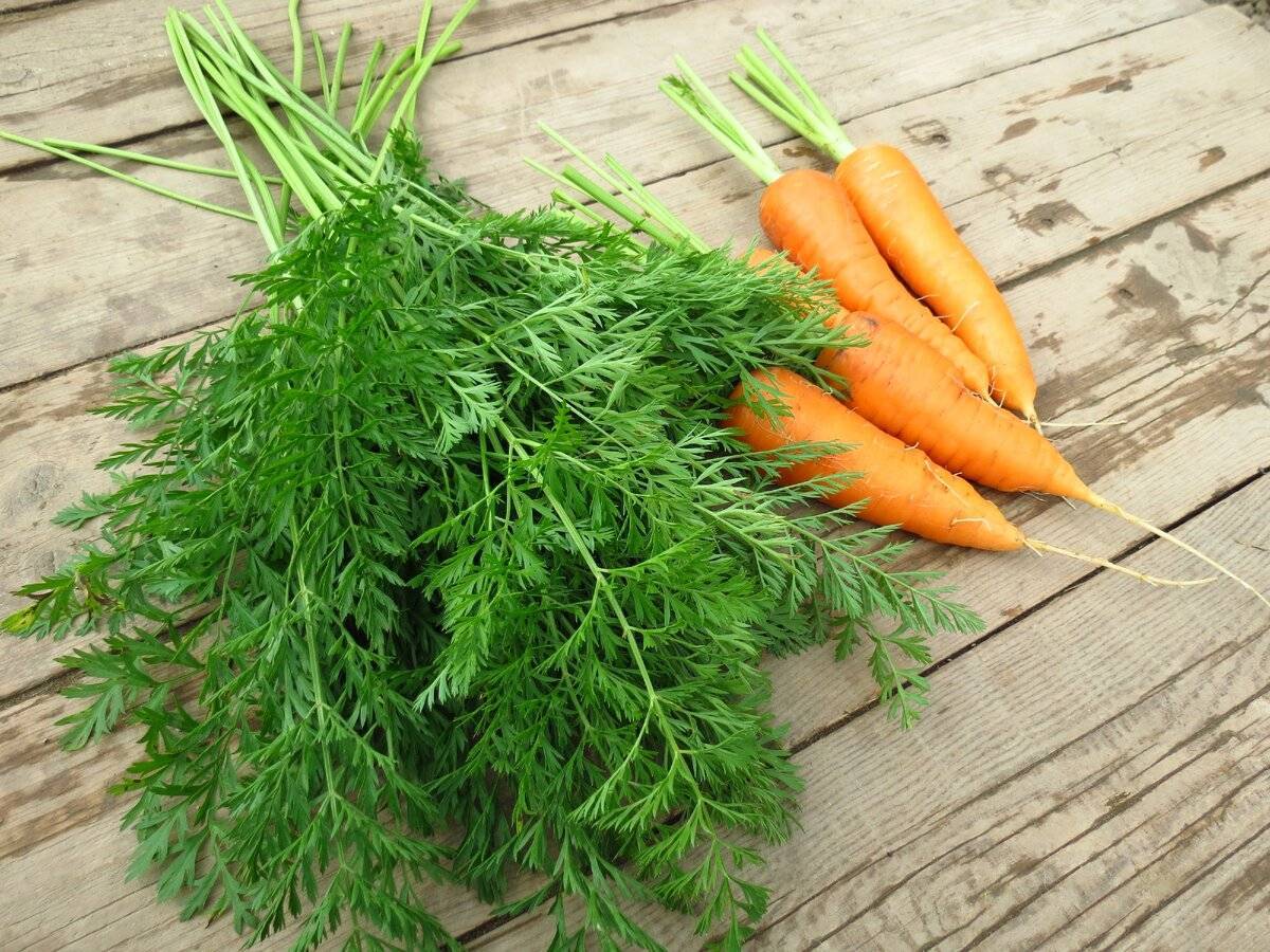 Морковная ботва: польза и вред для организма