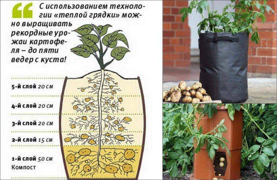 Выращивание картофеля в мешках, видео, фото, способа выращивания картофеля в мешках | все, что нужно знать о даче