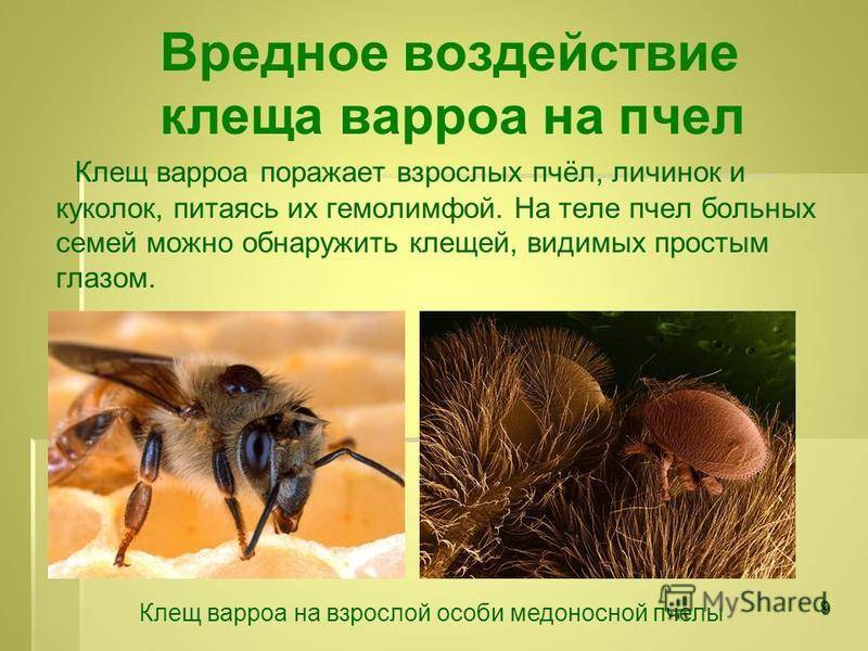 Варроатоз пчел: лечение, препараты и обработка, пчела, лекарство