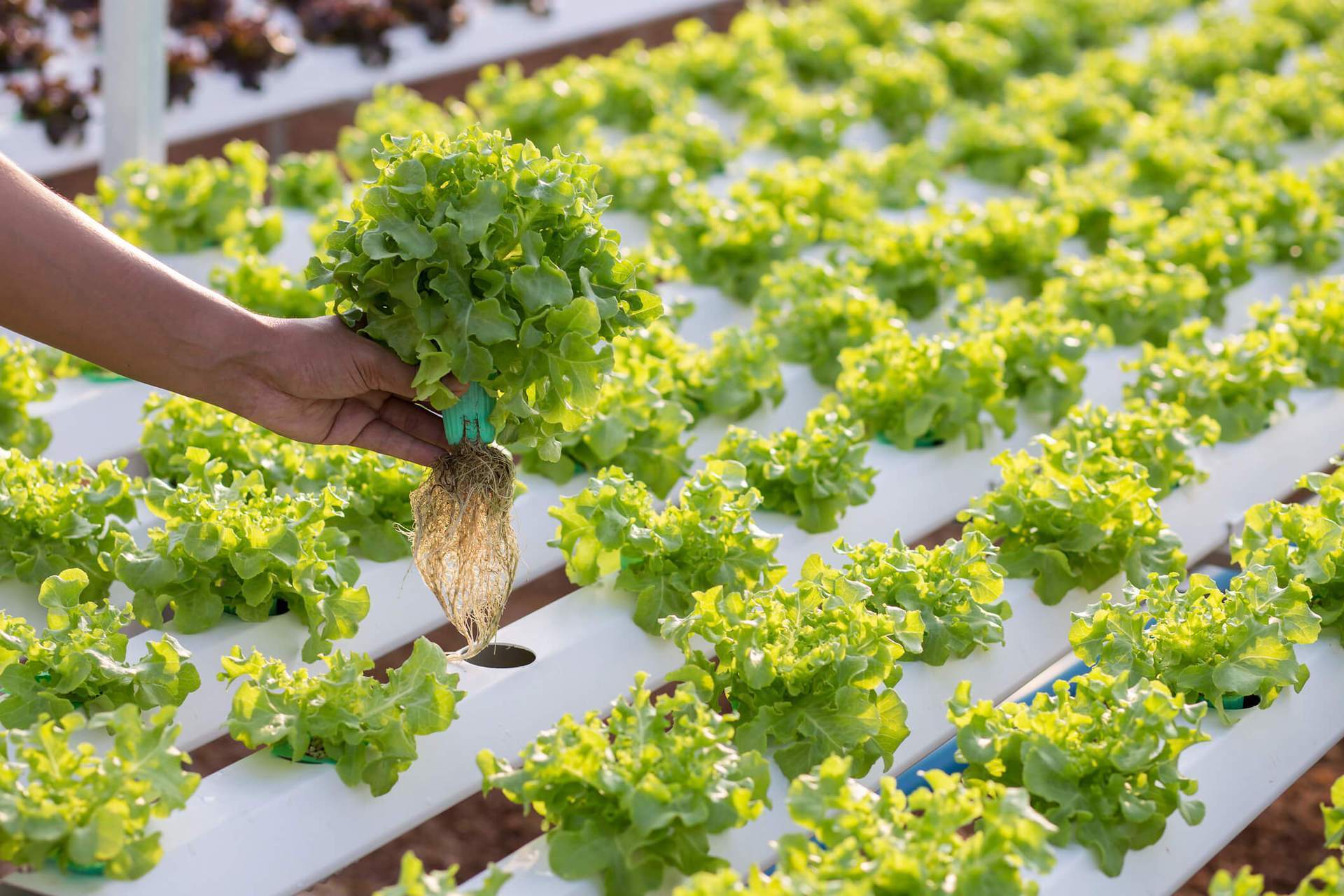 Как вырастить салат на подоконнике даже новичку. салат рассадным способом: сроки посева, уход, пересадка в грунт