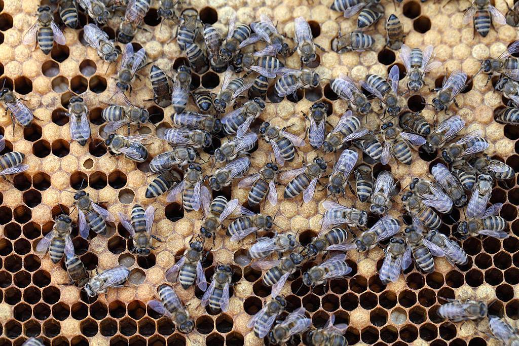 Развитие рабочей пчелы от яйца до взрослой особи