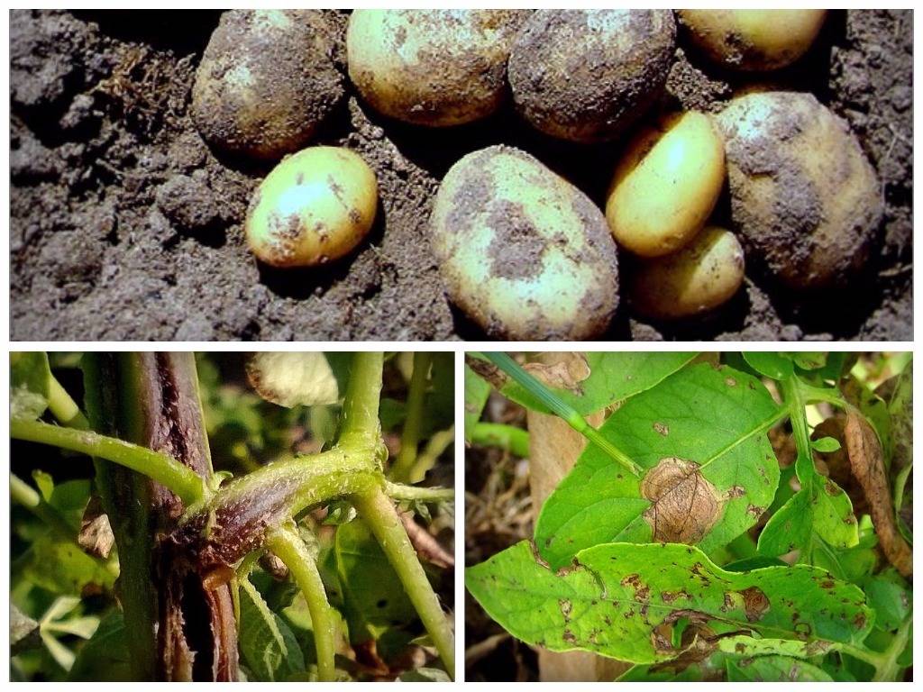 Фитофтора на картофеле: способы борьбы и лечения, чем опрыскать — лучшие средства