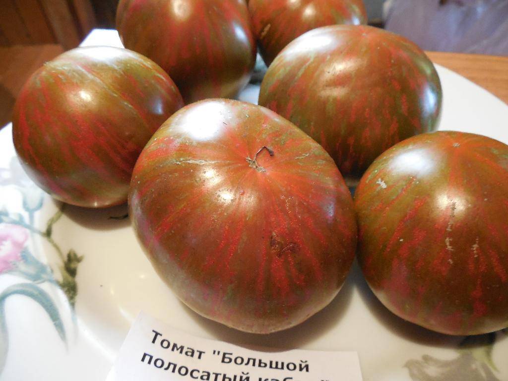 Характеристика томата Большой полосатый кабан и особенности выращивания