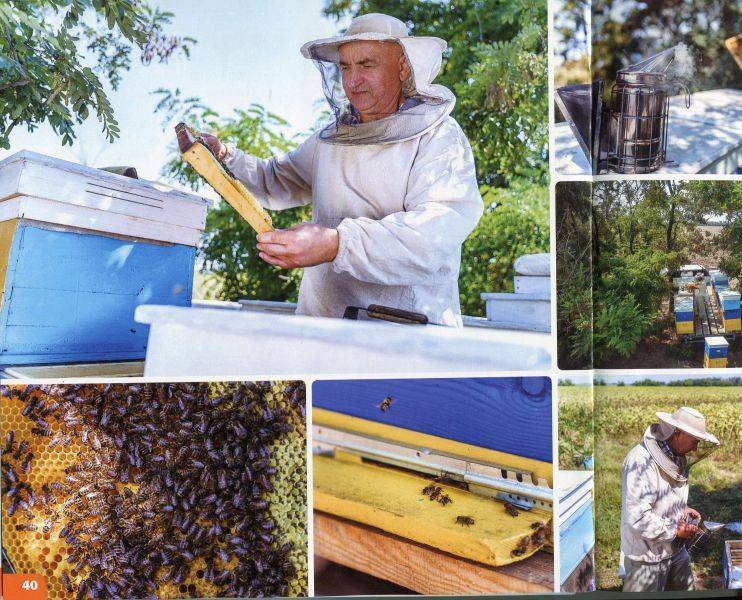 Органическое пчеловодство | обзоры событий proкачество