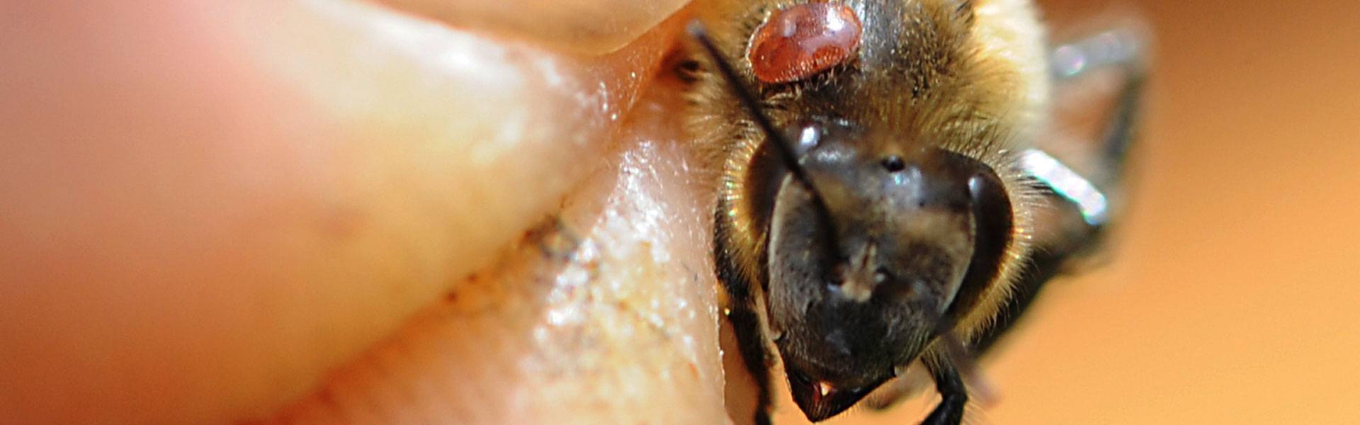 Акарапидоз: диагностика и лечение пчел от трахейных клещей | пчеловодство
