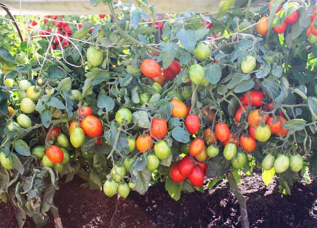 Выращивание томатов – в открытом грунте, от а до я, как правильно ухаживать, советы агронома, видео