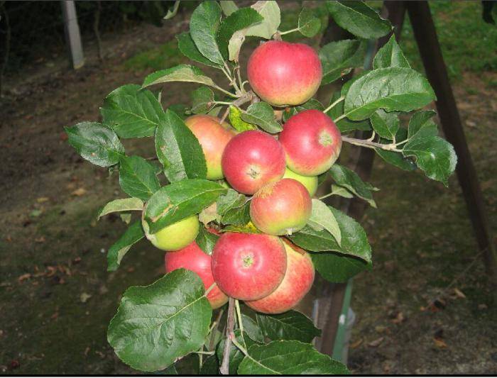 Яблоня мантет: характеристика и описание сорта, особенности посадки дерева и ухода за ним, фото – med-pochtoi.ru
