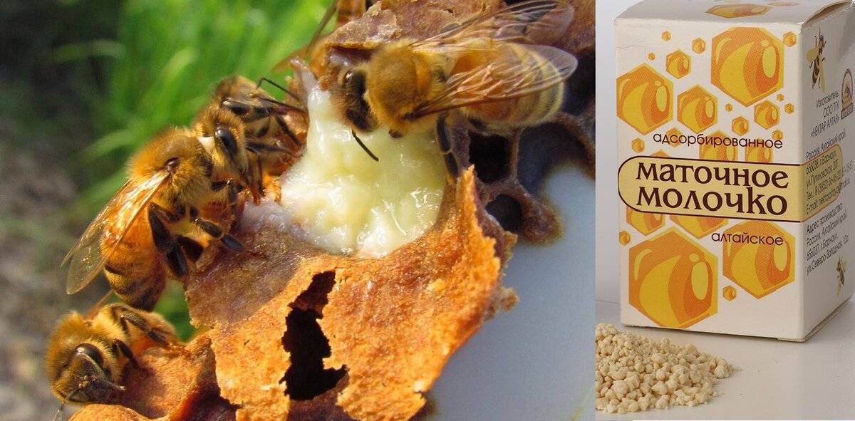 Маточное молочко купить от пчелохозяйства с пасеки