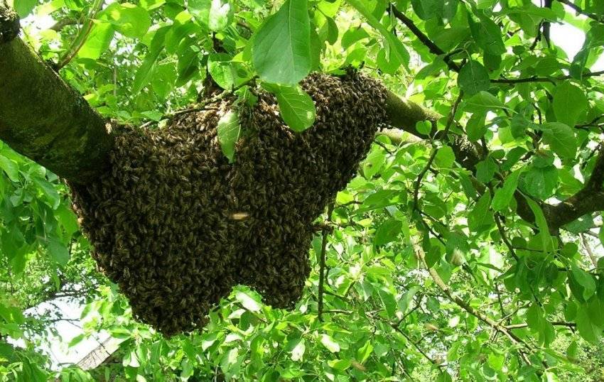 Пчеловодство: роение пчел и меры его предупреждения