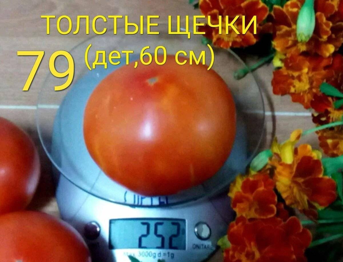Сорт томата «толстые щечки»: фото, отзывы, описание, характеристика и урожайность.