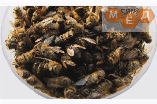 Как правильно принимать пчелиный подмор от простатита