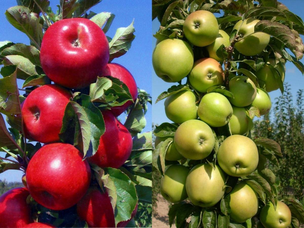 Лучшие сорта колоновидных яблонь для подмосковья и сибири: характеристики, фото, отзывы
