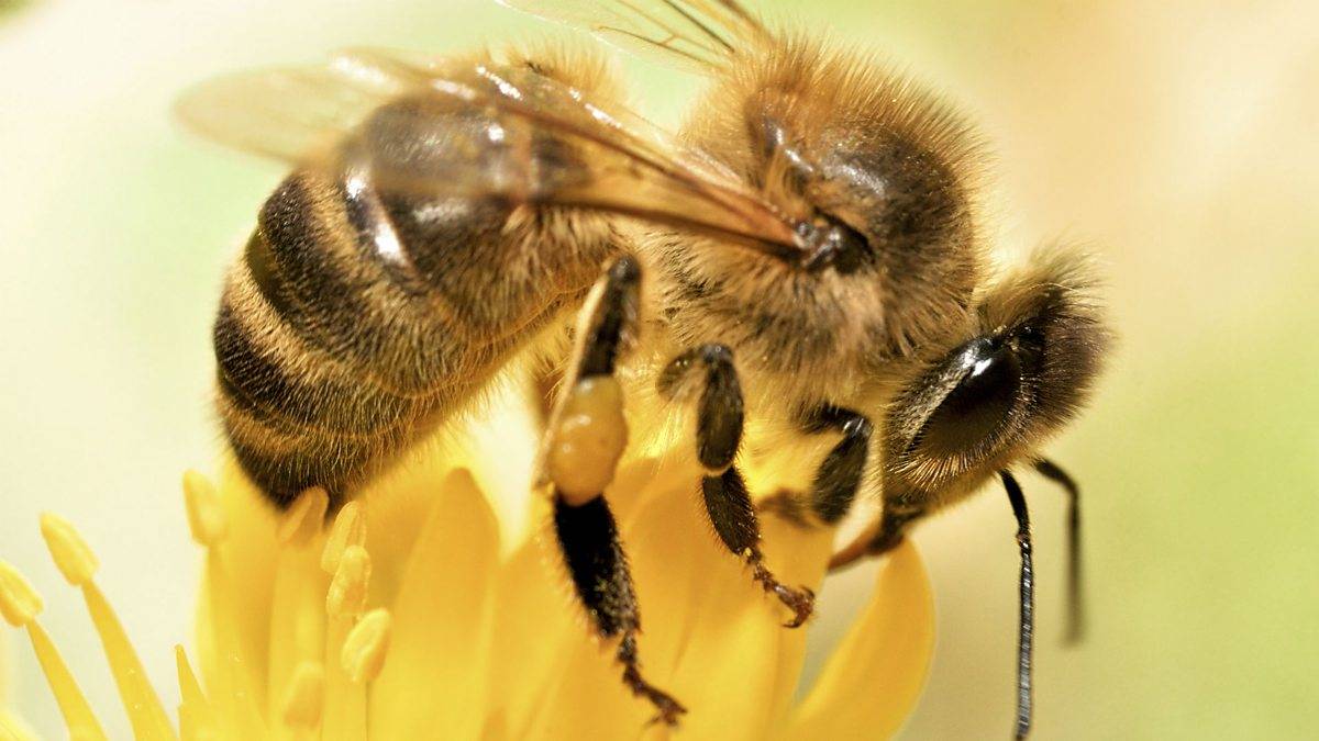 Бурзянская пчела, описание породы