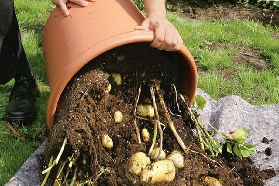 Картофель в бочке: преимущества и особенности выращивания: новости, картофель, лайфхаки, урожай, сад и огород