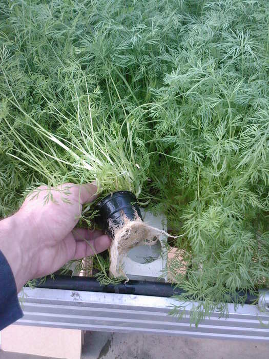 Посев зелени в теплице:укроп и петрушка.