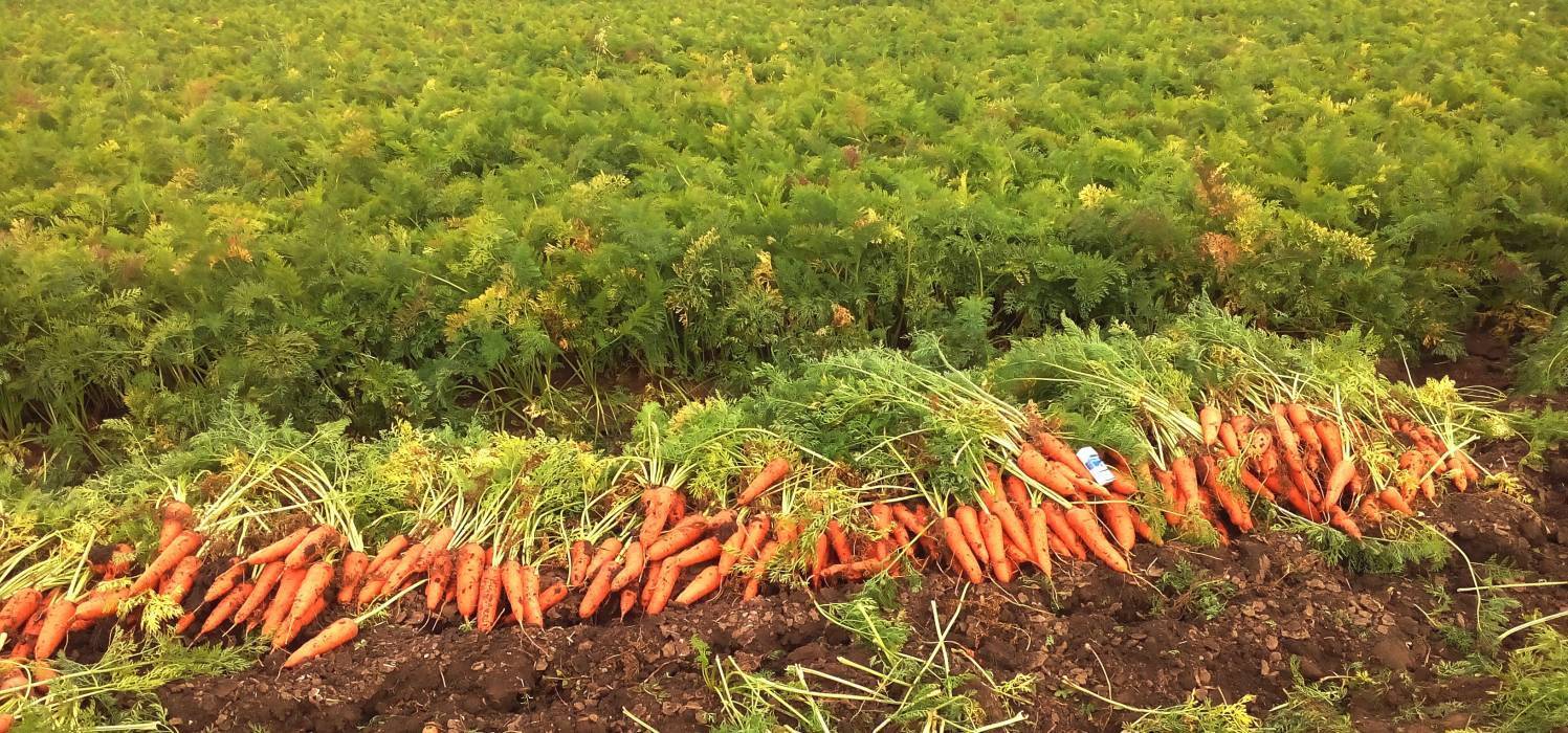 Уборка и хранение моркови: когда и как выкапывать и хранить | мир садоводства