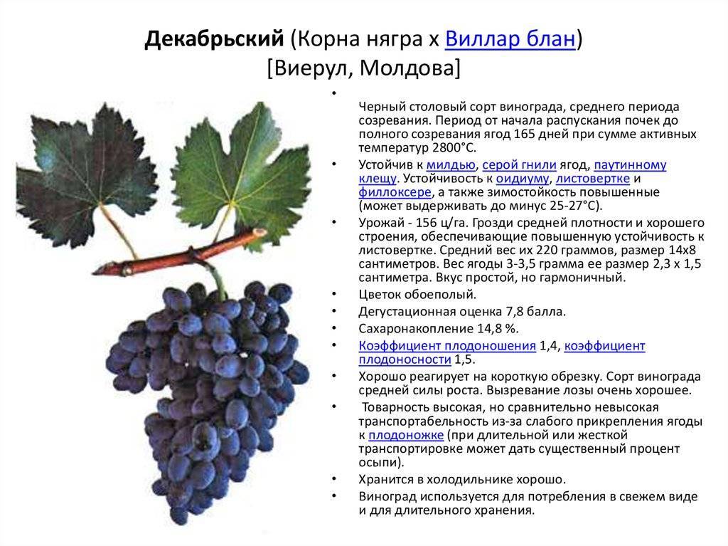 Описание винограда сорта агат донской, правила посадки и ухода