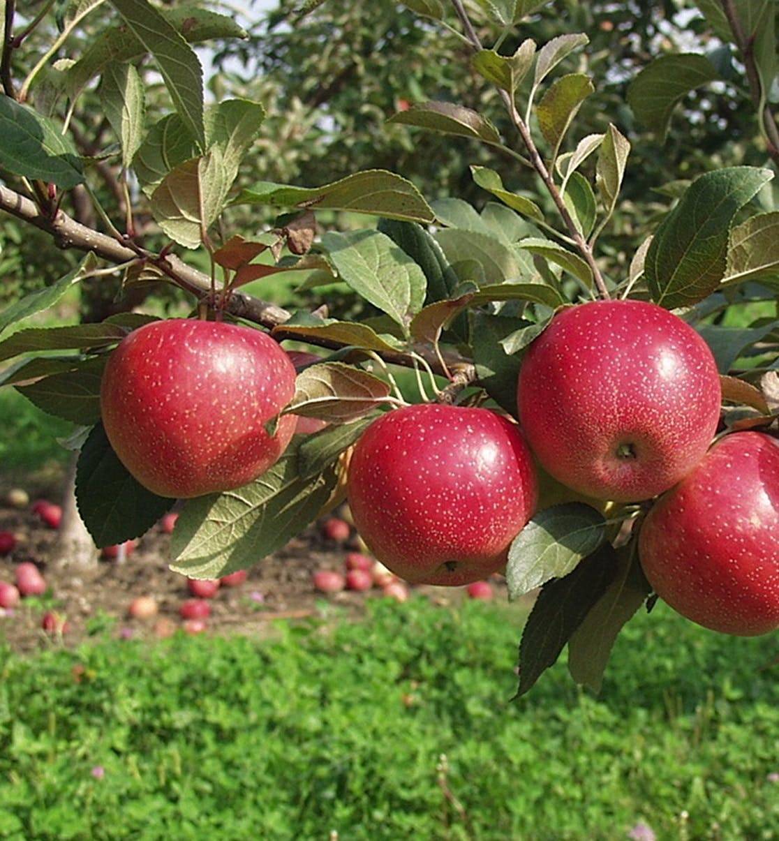 Сорт яблони «жигулевское»
