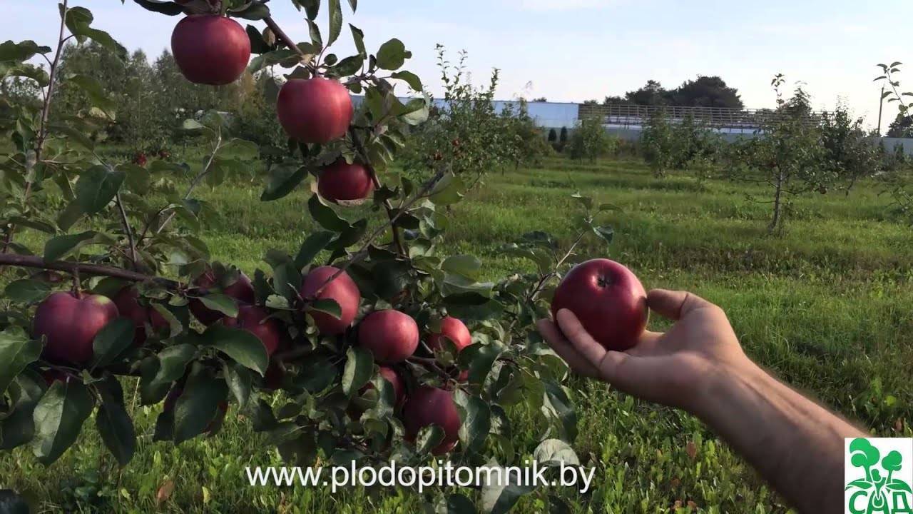 Описание яблони сорта успенское и характеристики, преимущества и недостатки