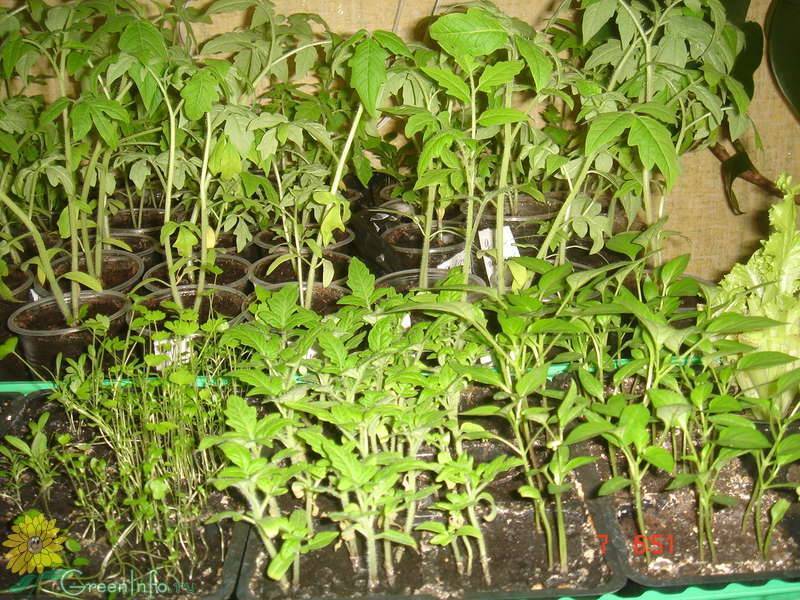 Как выращивать рассаду помидоров в домашних условиях: способы