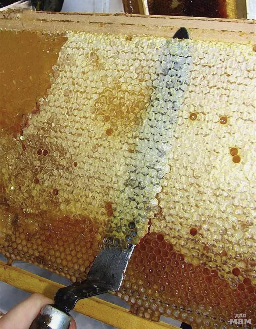 Пчелиный забрус: полезные свойства и применение