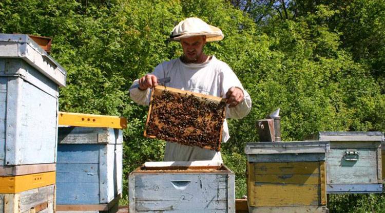 Что такое органический мед?