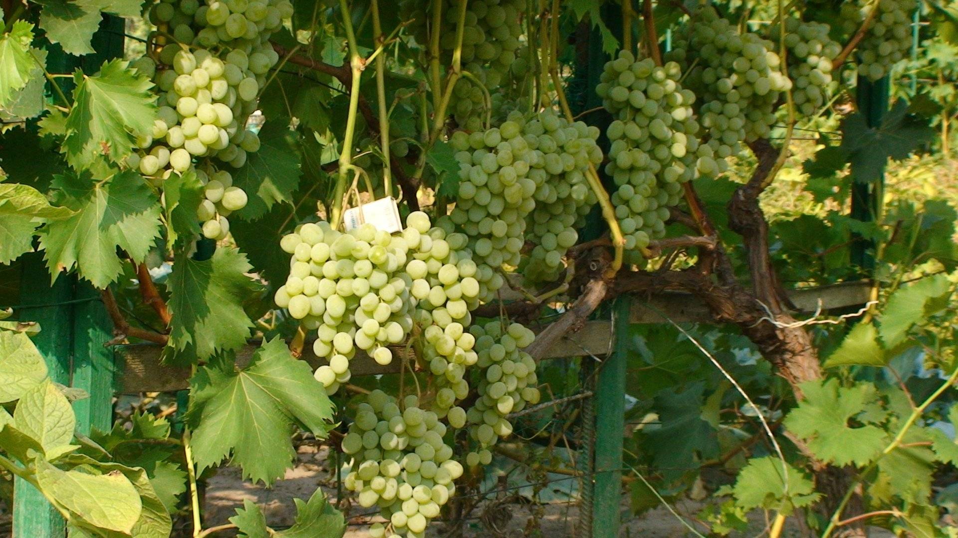 Виноград мускат летний: описание и характеристика сорта, выращивание и уход, фото