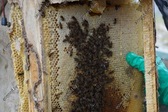Мед диких пчел: что это такое бортевой продукт и как отличить от подделки, полезные свойства и сбор