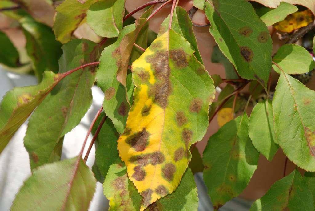 Коричневые пятна на листьях яблони – почему появляются