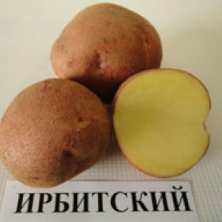 Картофель ирбитский: описание и характеристика сорта, посадка и уход, отзывы с фото