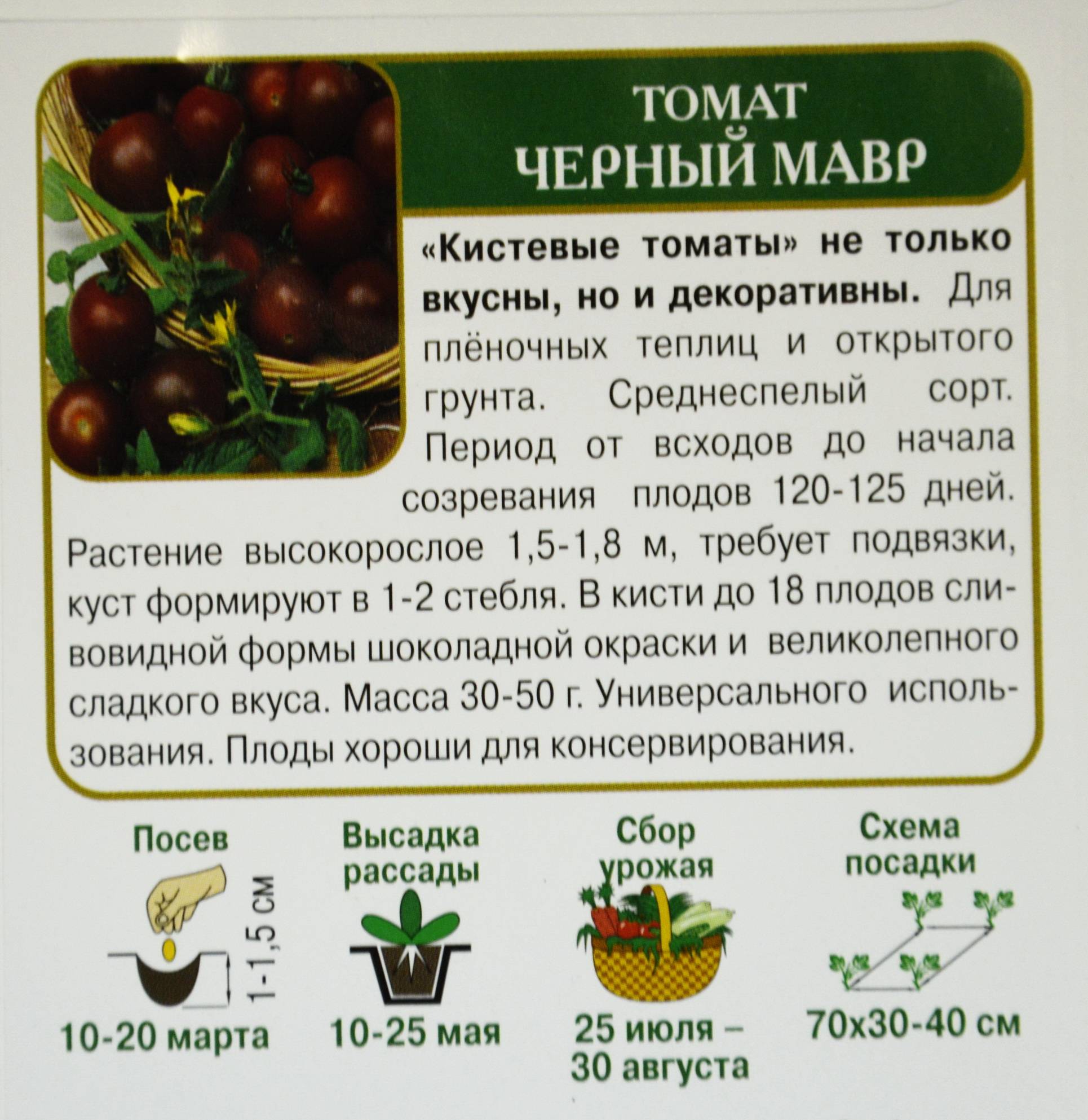 Томат «черный мавр»: описание сорта и его основные характеристики, отзывы, фото, кто сажал,посадка на рассаду, выращивание и дальнейший уход